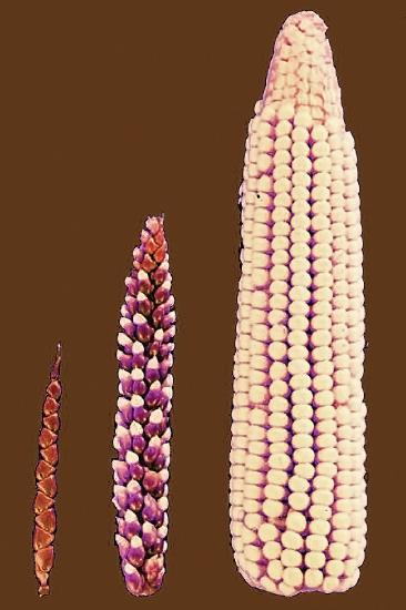 Corn artificial selection