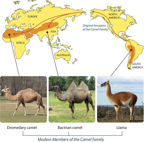 Camel Migrations and Present-Day Variation