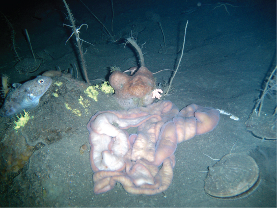 La photo montre un ver qui ressemble à des intestins, assis sur le fond boueux de l'océan.