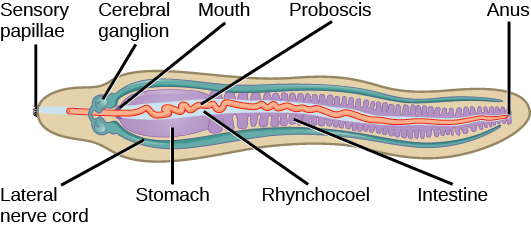 يُظهر الرسم التوضيحي حيوانًا على شكل دودة مع حليمات حسية تشبه الهامش في أحد طرفيه. يؤدي الفم، الذي يقع في الجزء السفلي من الجسم، إلى المعدة والأمعاء، ثم يفرغ في فتحة الشرج في الطرف البعيد. تقع العقد الدماغية فوق الفم. تتدفق الحبال العصبية الجانبية على جانبي الحيوان من العقد المركزية. وخرطوم العين عبارة عن هيكل طويل ورقيق داخل تجويف يسمى الرينشوكويل.