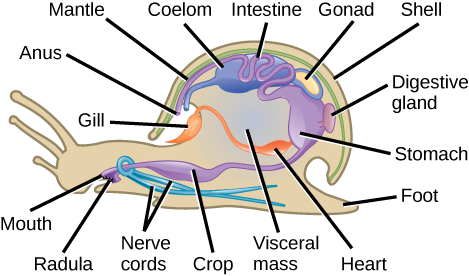 L'illustration montre une coupe transversale d'un escargot. Le corps de l'escargot s'appelle la masse viscérale. La bouche mène à une récolte, puis à l'estomac, qui se trouve vers le dos de l'animal. Les intestins sont situés au-dessus de l'estomac. Les intestins continuent vers l'avant et se jettent dans une cavité située au-dessus de la partie antérieure de la masse viscérale. Deux cordons nerveux entourent l'œsophage et s'étendent vers l'arrière le long de la partie inférieure de l'animal. La branchie est située dans la cavité de la coquille et se connecte au cœur dans la masse viscérale. Le coelom est près du cœur. La masse viscérale est entourée d'un manteau. Une coque recouvre le manteau.