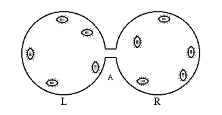beetle diagram.png
