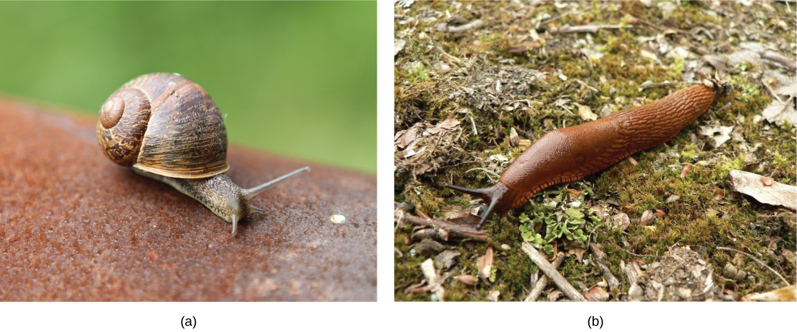 La photo de gauche montre un escargot terrestre avec une carapace enroulée et de longs tentacules. La photo de droite montre une limace qui ressemble à un escargot sans coquille.