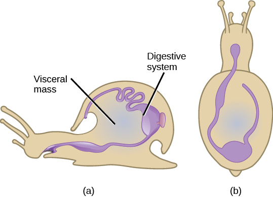 L'illustration A montre une vue latérale d'un escargot. Le système digestif commence par la bouche et se poursuit jusqu'à l'estomac, vers l'arrière de la coquille. L'estomac se jette dans les intestins, qui continuent vers l'avant le long du bord intérieur supérieur de la coquille et se terminent par une cavité au-dessus de la bouche. L'illustration B montre une vue de dessus d'un escargot. À partir de la bouche, le tube digestif se courbe vers la gauche, puis s'accroche vers la droite et repart vers l'avant de l'animal.