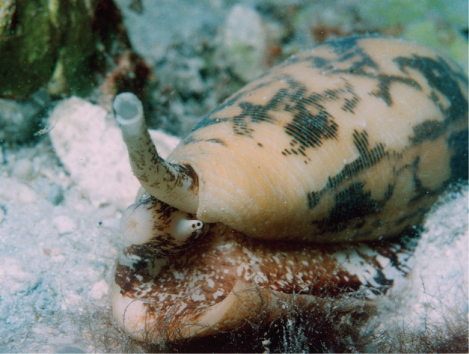 La photo montre Conus au fond de la mer. La forme de la coque ressemble à celle d'une coque de pâtes. Un museau déborde à l'avant.