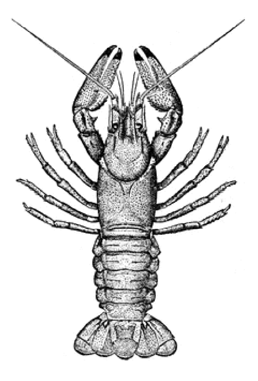 crayfish body.png