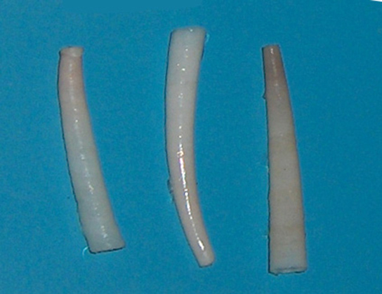La photo montre des coquillages blancs en forme de défenses.