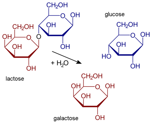 Hydrolysis of lactose into glucose and galactose