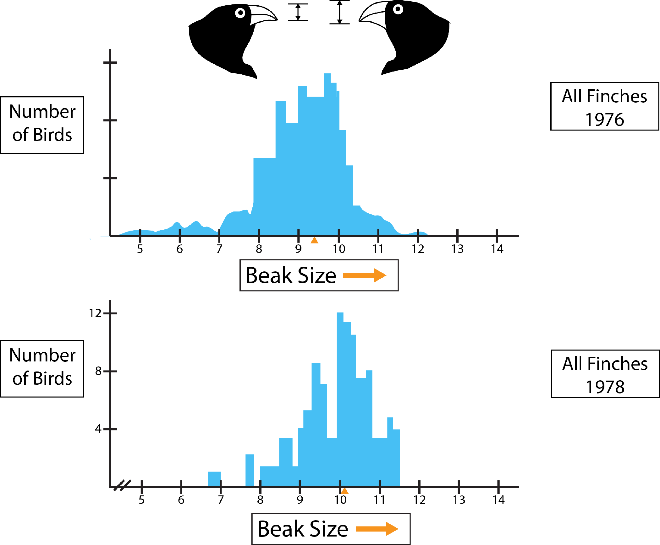 Evolution of Beak Size in Galápagos Finches
