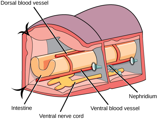 L'illustration montre une coupe transversale d'un annélide. Le corps est divisé en compartiments segmentés. Un intestin en forme de U traverse le milieu des compartiments et deux cordons nerveux ventraux longent le fond. Dans chaque segment, les cordons nerveux sont connectés les uns aux autres. Un vaisseau sanguin dorsal se trouve au-dessus de l'intestin et un vaisseau sanguin ventral repose en dessous. D'autres vaisseaux relient les vaisseaux dorsaux et ventraux. Le néphridium est relié à la barrière séparant les compartiments et consiste en une longue bobine connectée à une cloche en forme de trompette.