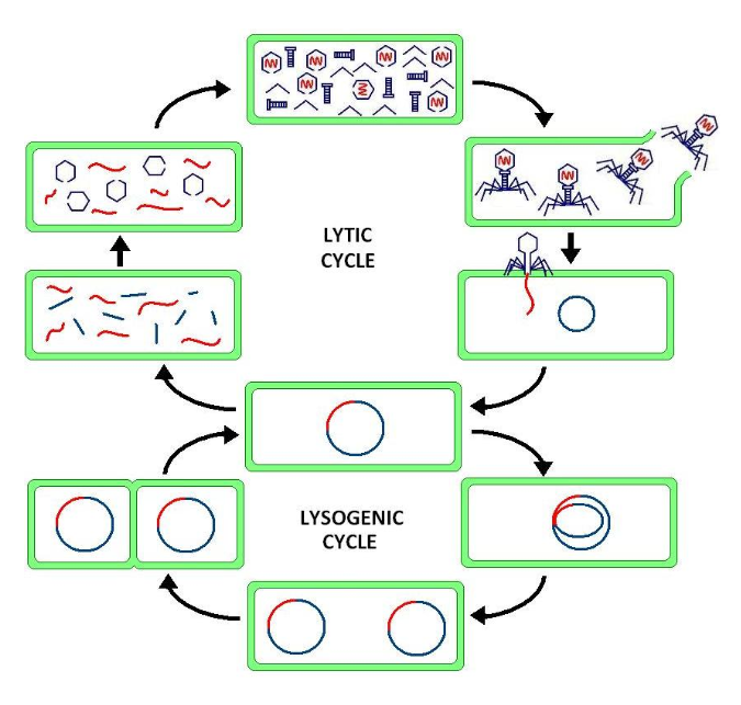 lytic cycle.png