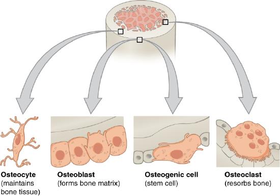 Four types of bone cells osteocyte, osteoblast, osteogenic, and osteoclast. 