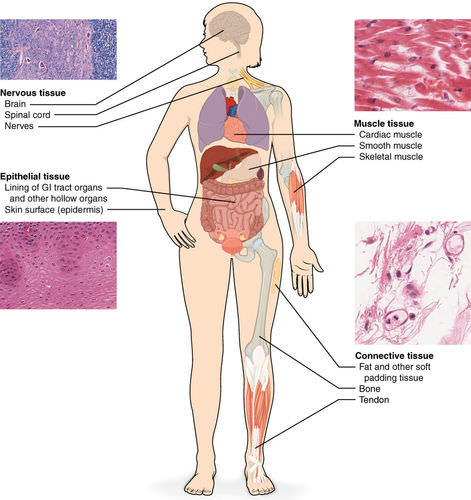 types of cells in the human body