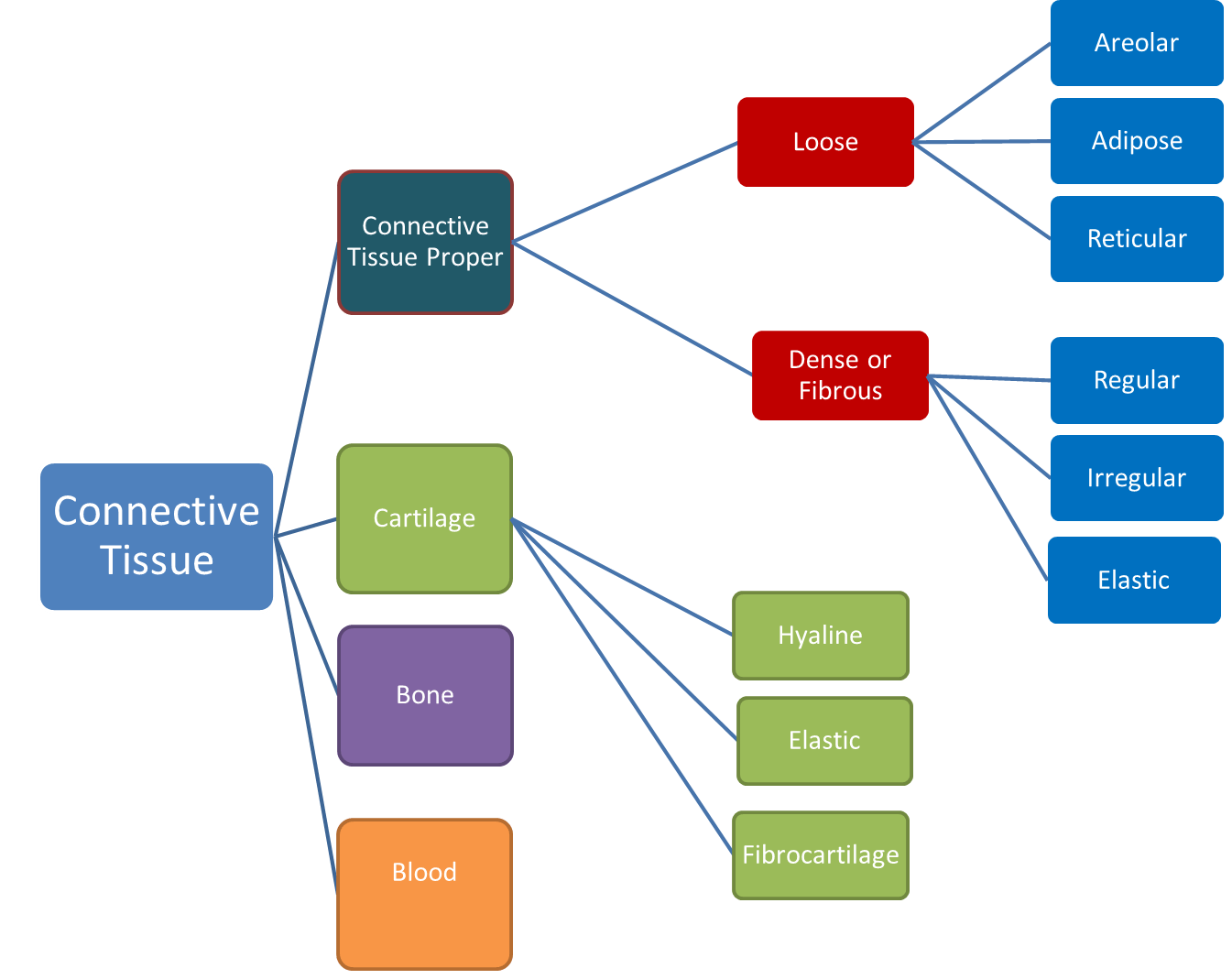 concept map of the categories of connective tissues
