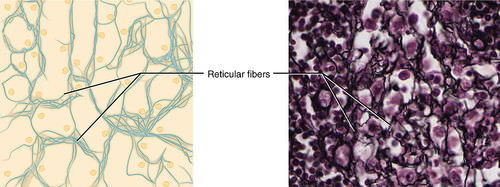 Reticular Tissue illustration
