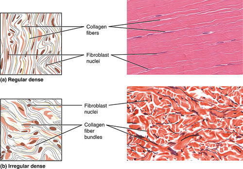 different types of human tissue