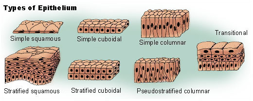 Simple and stratified epithelial tissue types