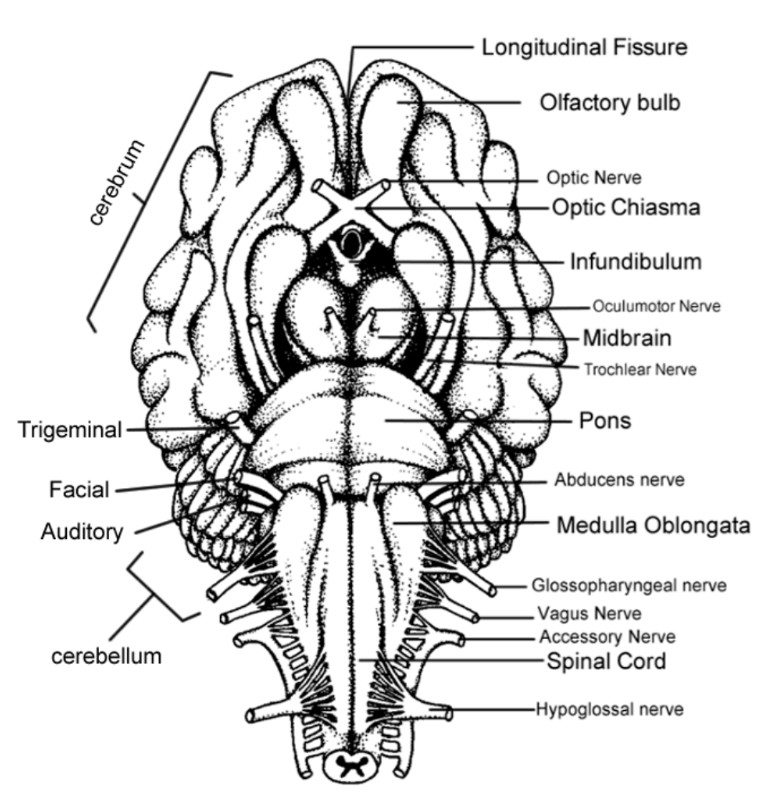 cranial nerves.png
