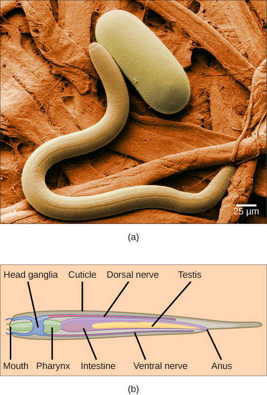 La photo a montre un nématode en forme de ver à côté d'un œuf de nématode en forme de capsule. L'illustration de la partie b montre une coupe transversale d'un nématode, qui possède une bouche à une extrémité et un anus à l'autre. La bouche se connecte au pharynx, puis à l'intestin. Un nerf dorsal longe le sommet de l'animal et rejoint les ganglions crâniens annulaires à l'extrémité antérieure. Les testicules longent l'intestin vers le dos de l'animal.
