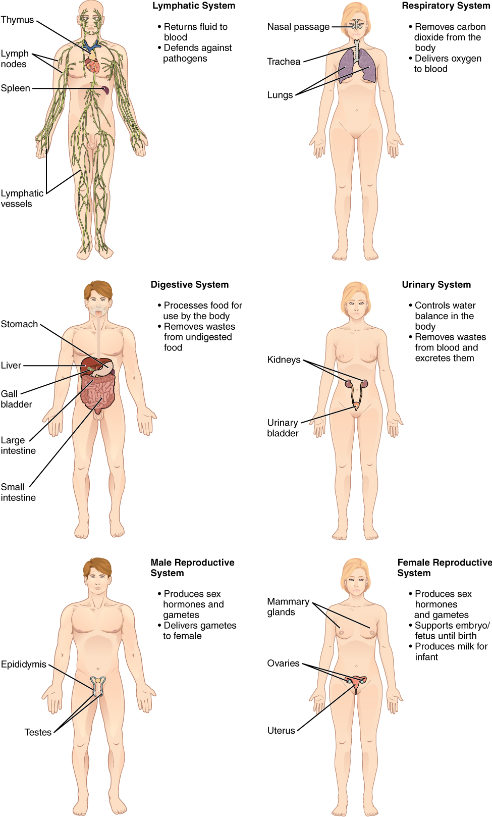 human organ system and their functions