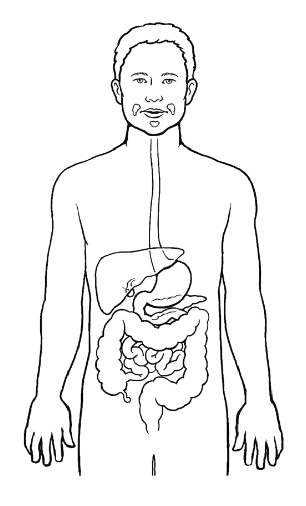 digestive tract.png