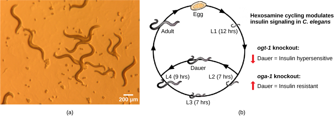 تظهر الصورة a دودة شفافة يبلغ طولها حوالي ملليمتر. يُظهر الرسم التوضيحي B دورة حياة C. elegans، التي تبدأ عندما تفقس البيضة، وتطلق طفلة L1. بعد 12 ساعة يتحول الحدث L1 إلى حدث L2. بعد 7 ساعات يتحول الحدث L2 إلى حدث L3. بعد 7 ساعات أخرى يتحول الحدث L3 إلى حدث L4. بعد 14 ساعة يتحول الحدث L4 إلى شخص بالغ. تتزاوج الفتاة البالغة الخنثة مع شخص بالغ آخر لإنتاج بويضات مخصبة تفقس لتكمل الدورة.
