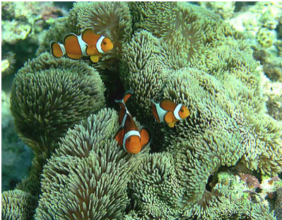 Anemones and clownfish