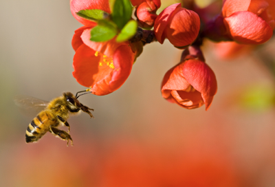Pollination by honeybee 