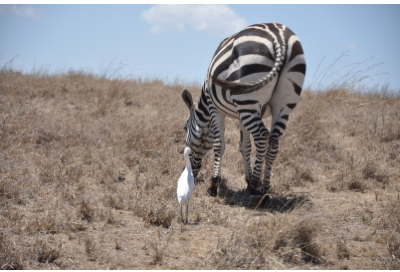 An example of commensalism - A zebra and an egret