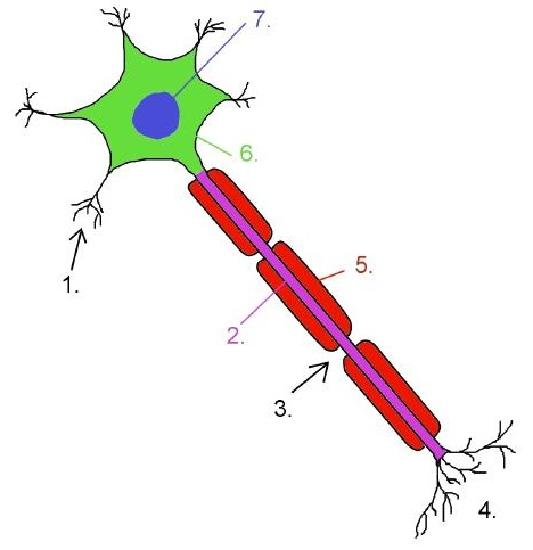 Neuron or Motor Nerve cell 
