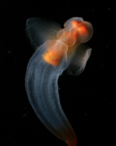 Clione limacina by NOAA