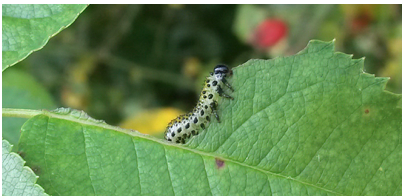 Caterpillar feeding on leaf - 20140906 121127 (cropped)