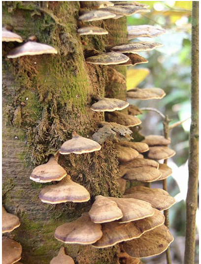 Fungi in Borneo