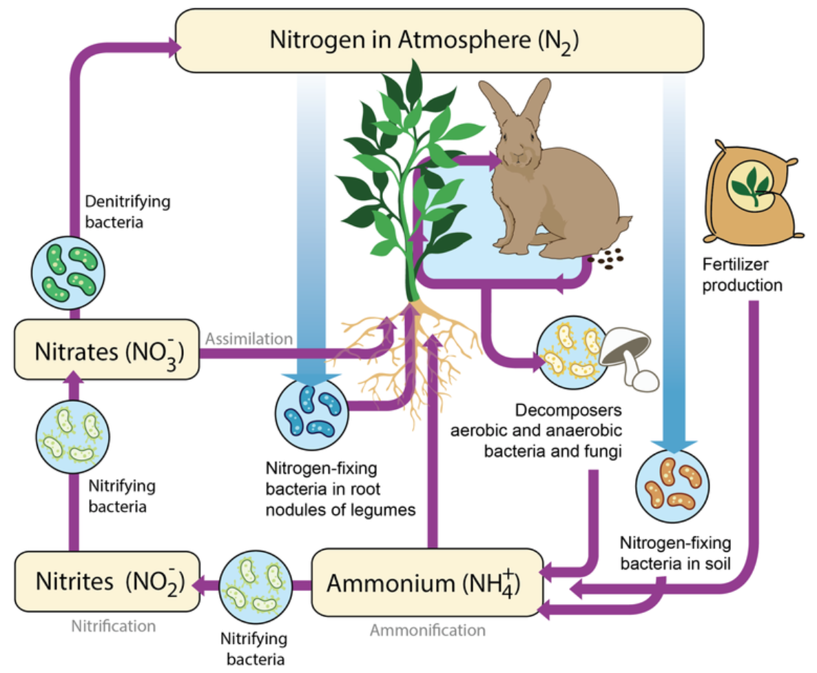 Nitrogen biogeocycle