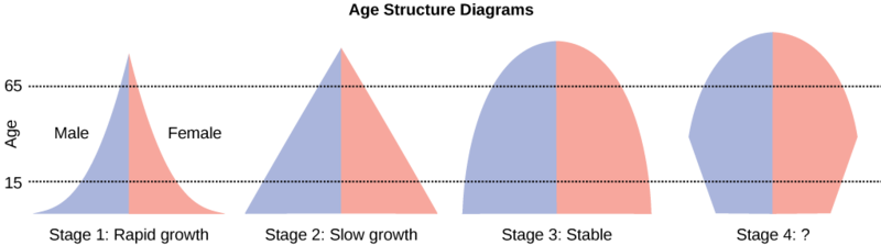 Four age structure diagrams, which graph the number of males (left) and females (right) on the x-axis and age categories on the y-axis.