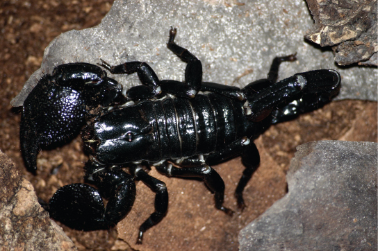 The photo shows a black, shiny scorpion with very large chelicerae, or pincers.