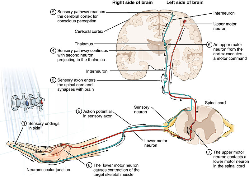 sensory, inter, and motor neurons