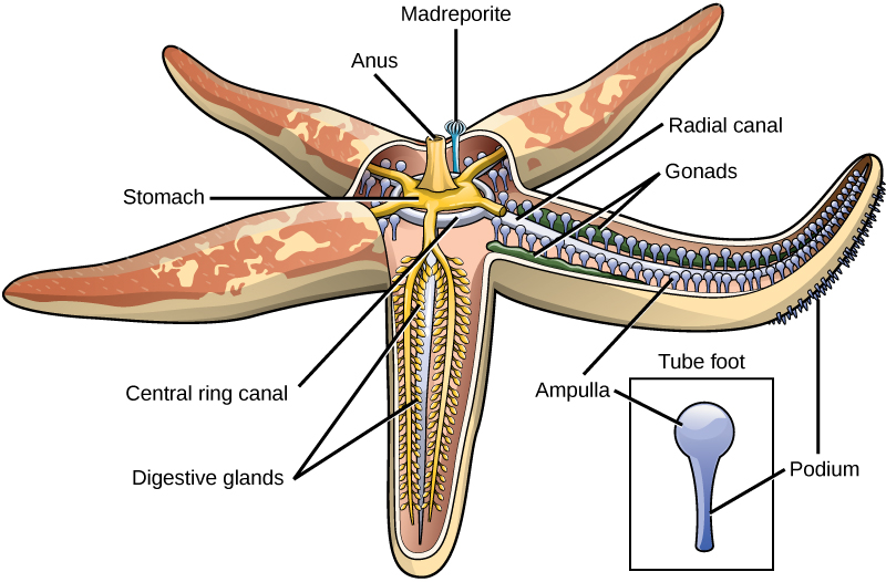 L'illustration montre une étoile de mer, qui possède une bouche en bas et un anus en haut, tous deux situés au milieu de l'étoile. L'estomac en forme de disque est intercalé entre la bouche et l'anus. Deux tubes rayonnent de l'estomac vers chaque bras, et de nombreuses petites glandes digestives se connectent à ces tubes. Sous l'estomac se trouve un canal annulaire central qui est également relié à des tubes qui s'étendent dans chaque bras. Des pieds tubulaires sont fixés à ces tubes. Chaque pied tubulaire ressemble à un compte-gouttes, avec une ampoule en forme d'ampoule en haut et une extension appelée podium en bas. Le bas du podium dépasse du bas de l'étoile de mer. Le long du bras, de nombreux podiums permettent à l'étoile de mer de s'accrocher à des objets et de marcher. Une structure appelée madréporite est reliée à l'anneau central et fait saillie de la surface supérieure de l'étoile de mer, à côté de l'anus.