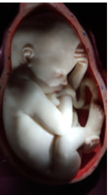 38 weeks old fetus