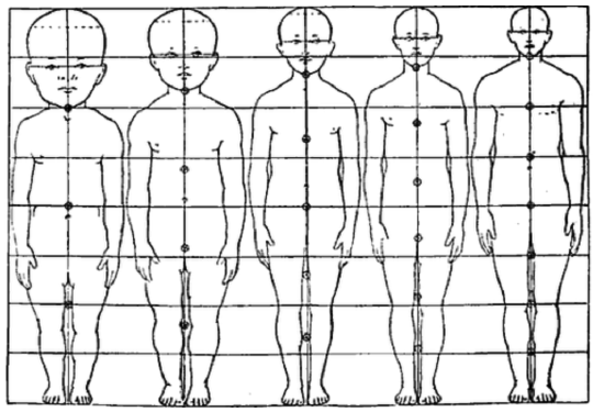 Male figures showing proportions in five ages. 