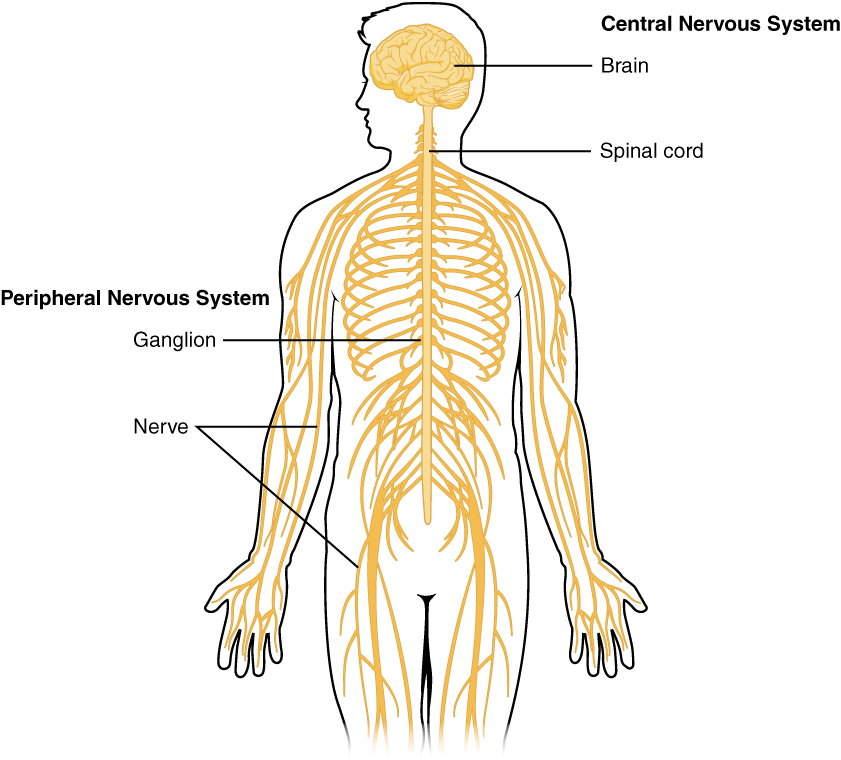Overview of Nervous System: Brain and nerves