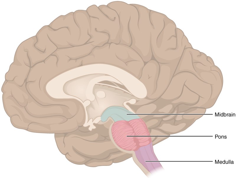 Частини стовбура мозку: середній мозок, понс та мозок