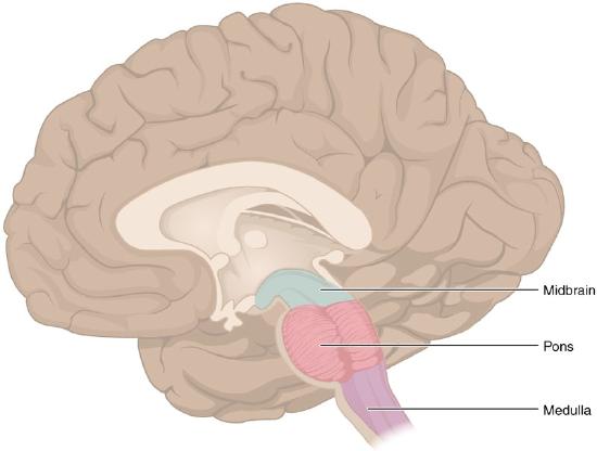 Brain Stem parts: midbrain, pons, and medulla 