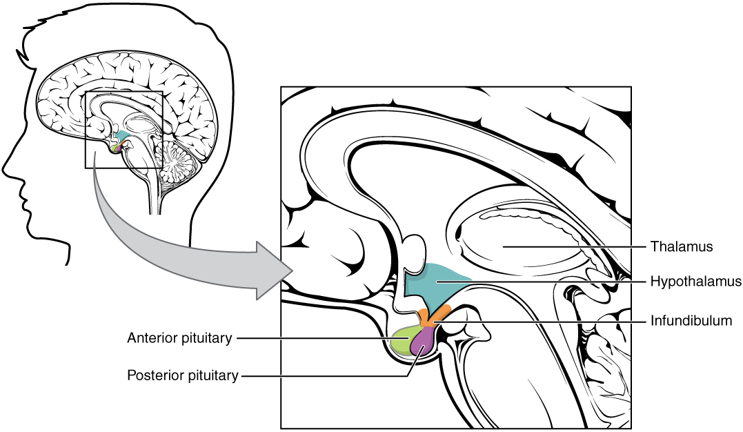 The Hypothalamus-Pituitary Complex