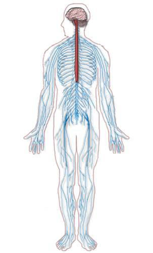 11.6: Peripheral Nervous System - Biology LibreTexts