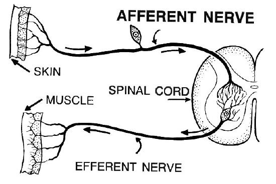 Efferent and Afferent nerves