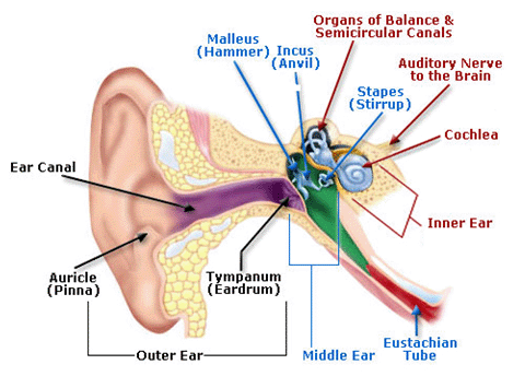 Anatomía del Oído Humano