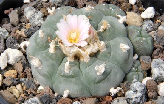 peyote cactus with flower