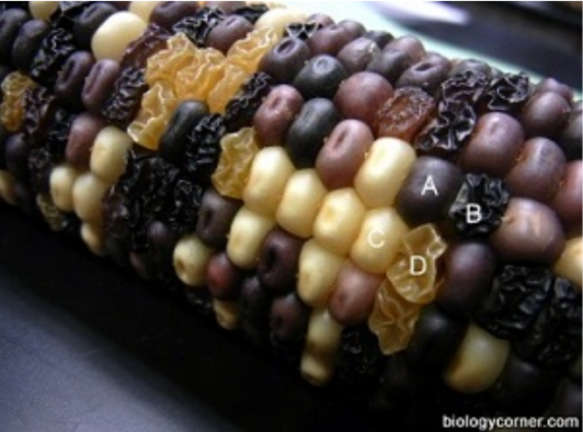 corn genetics.png