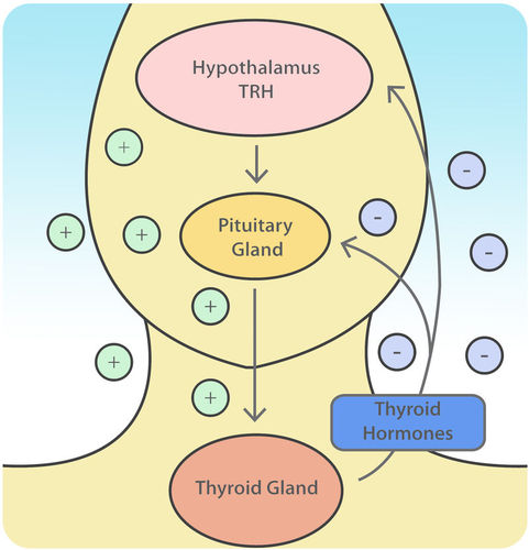 retroalimentación negativa del hipotálamo tiroideo